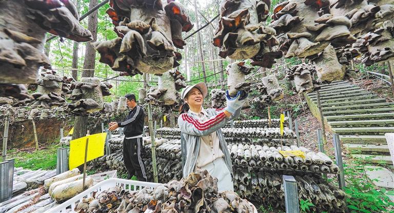 发展产业调研】林下生金冰球突破平台【高质